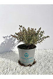 Thymus silver queen Ø9