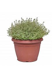 Thymus silver queen Ø25