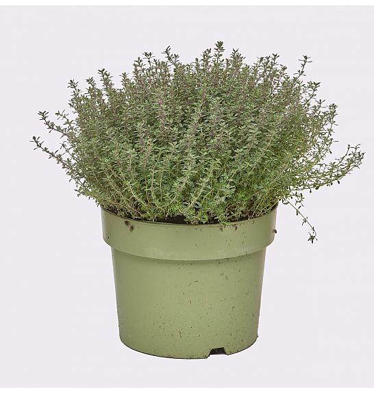 Thymus silver queen Ø19