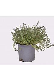 Thymus silver queen Ø 14