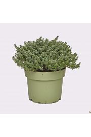 Thymus lady d Ø19
