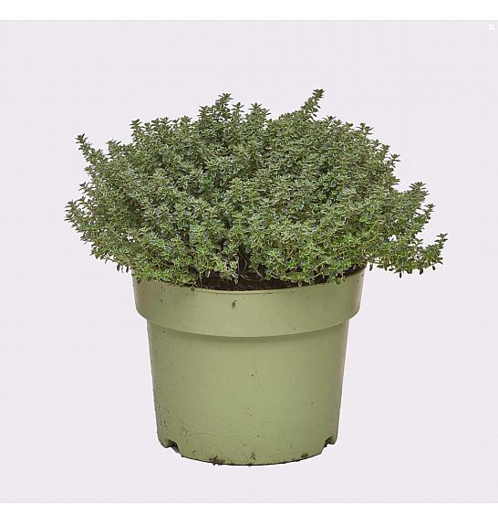 Thymus lady d Ø19