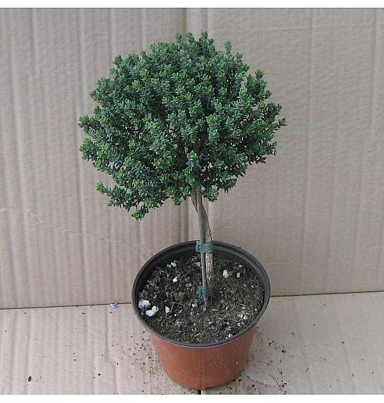 Thymus faustini Ø14 Na Steblu 15 cm