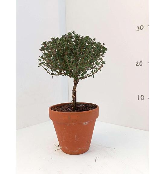 Thymus faustini Ø11 terracotta lonec Na Steblu 10 cm