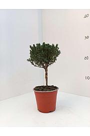 Thymus faustini Ø10 Na Steblu 10 cm