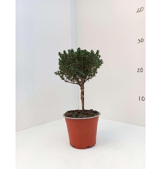 Thymus faustini Ø10 Na Steblu 10 cm