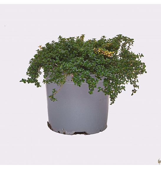 Thymus doone valley Ø14