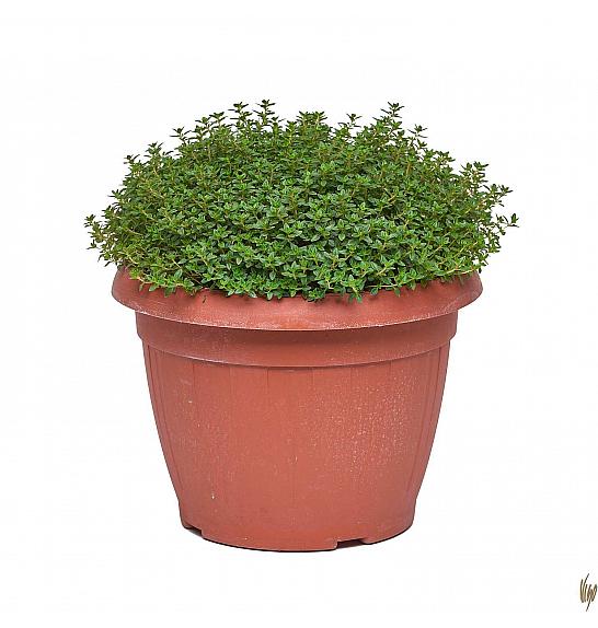 Thymus citriodorus Ø25