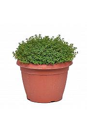 Thymus citriodorus Ø25