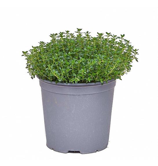Thymus citriodorus Ø19