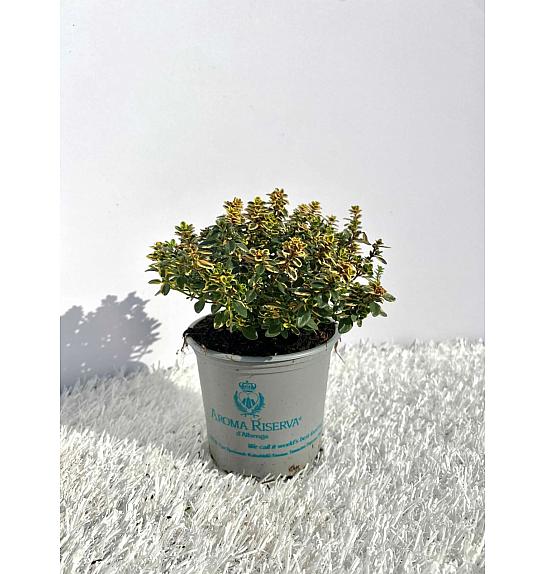 Thymus citriodorus aureus Ø9