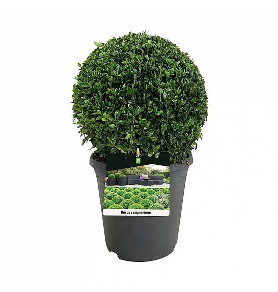Buxus sempervirens C5 Lit. 30+ cm; Krogla