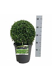 Buxus sempervirens C5 Lit. 30+ cm; Krogla