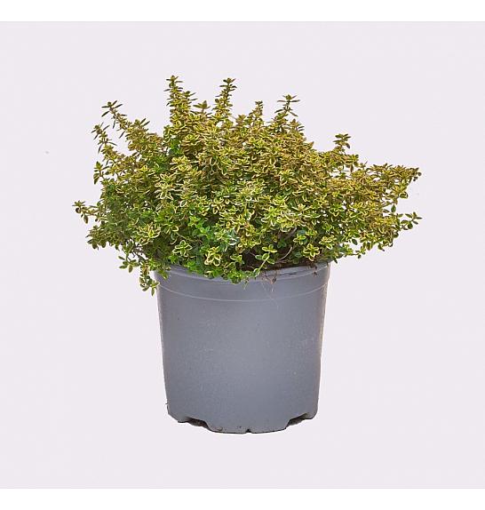 Thymus citriodorus aureus Ø 14