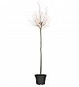 Tilia cordata Winter Orange C10 Lit. Na steblu 120 cm, 1 leto
