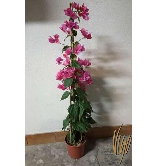 Bougainvillea Sanderiana Ø17 Piramida 60-80 cm