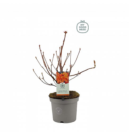 Azalea mollis Hortulanus H. White C5 Lit. 40-50 cm