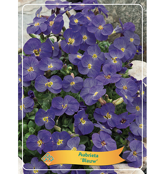 Aubrieta Blauw Ø11