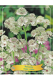 Astrantia major white Ø11