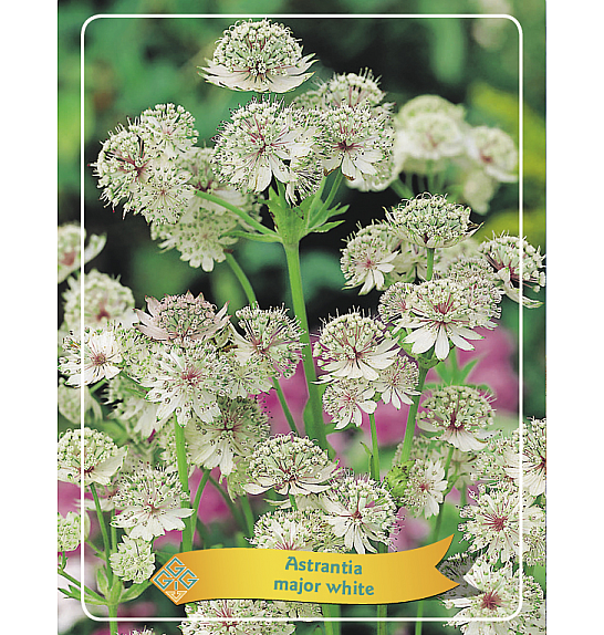 Astrantia major white Ø11