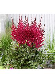 Astilbe Vulcano Ø11