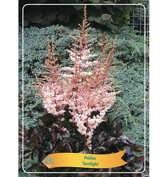 Astilbe Spotlight Ø11