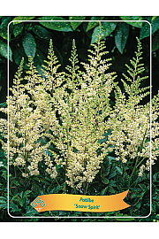 Astilbe Snow Spirit Ø11
