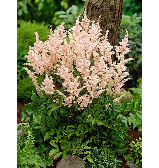 Astilbe Peach Blossom Ø11