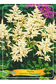Astilbe japonica Washington Ø11