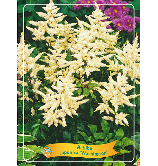 Astilbe japonica Washington Ø11