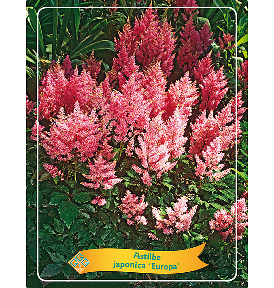 Astilbe japonica Europa Ø11