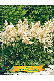 Astilbe japonica Deutschland Ø11