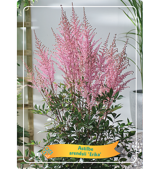 Astilbe Erika Ø11