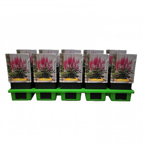 Astilbe Elisabeth van Veen Ø11