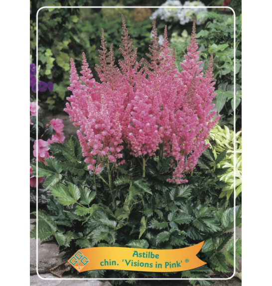 Astilbe chinensis Visions in Pink ® Ø11