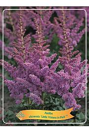 Astilbe chinensis Little Visions in Pink ® Ø11