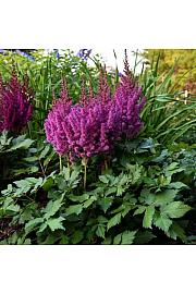 Astilbe chinensis Little Visions in Pink ® Ø11