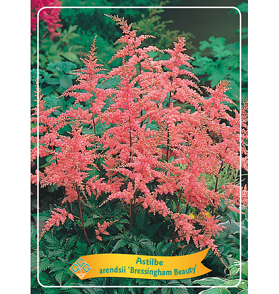 Astilbe Bressingham Beauty Ø11