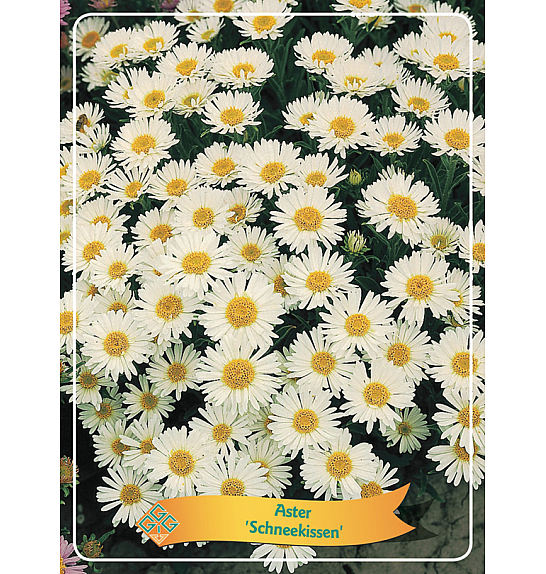 Aster Schneekissen Ø11