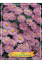 Aster Prof. Anton Kippenberg Ø11