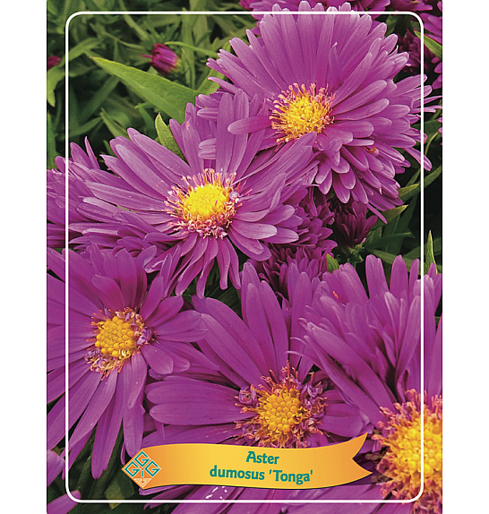 Aster dumosus Tonga Ø11