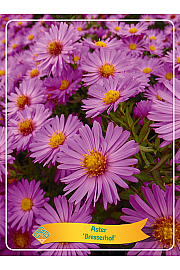 Aster Bresserhof Ø11