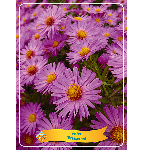 Aster Bresserhof Ø11