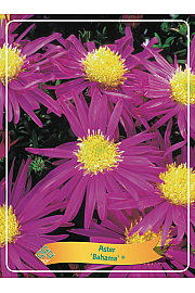 Aster Bahama ® Ø11
