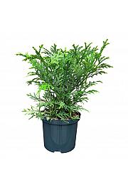 Thujopsis dolabrata C2,5 Lit. 20-25 cm