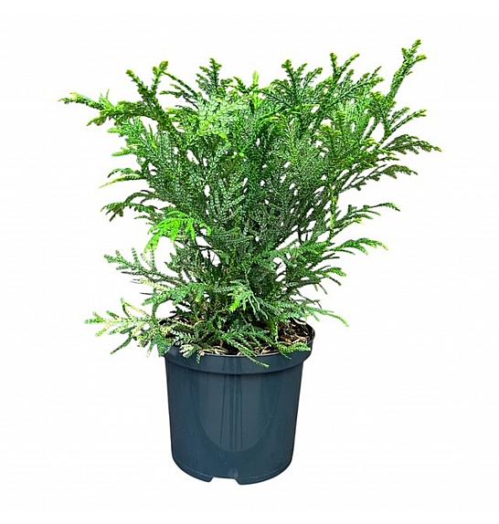 Thujopsis dolabrata C2,5 Lit. 20-25 cm