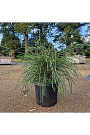 Thuja plicata Whipcord C6 Lit. 30-40 cm