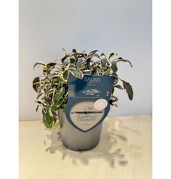 Aroma riserva Salvia tricolor Ø14