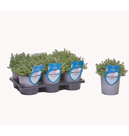 Aroma riserva Thymus lady d Ø14