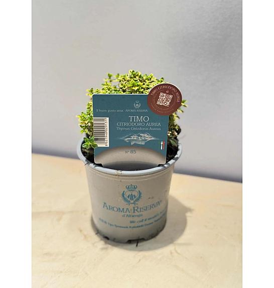 Aroma riserva timijan citrodorus aureus Ø9